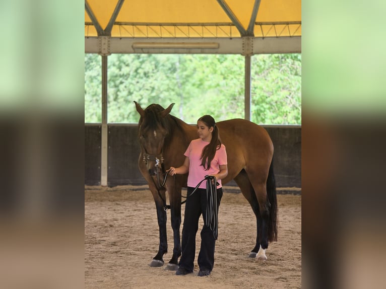 Cruzado Stute 11 Jahre 160 cm Brauner in Neu-Isenburg