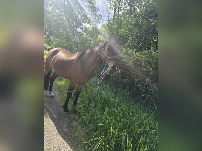 Cruzado Stute 11 Jahre 160 cm Brauner in Neu-Isenburg
