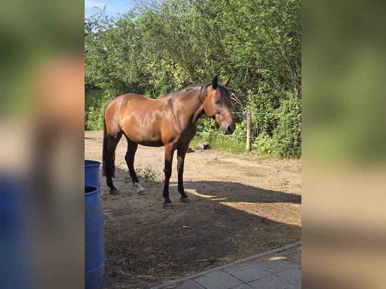 Cruzado Stute 11 Jahre 160 cm Brauner in Neu-Isenburg