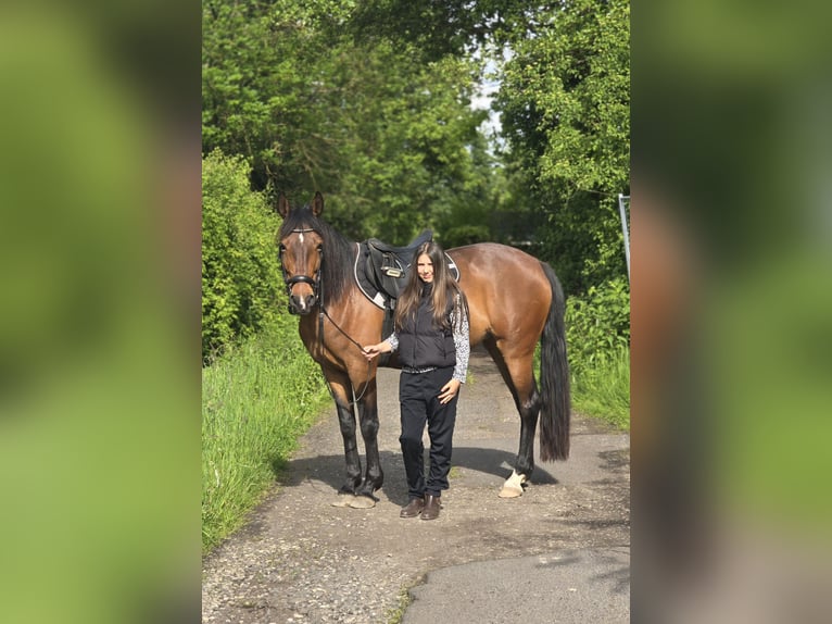 Cruzado Stute 11 Jahre 160 cm Brauner in Neu-Isenburg