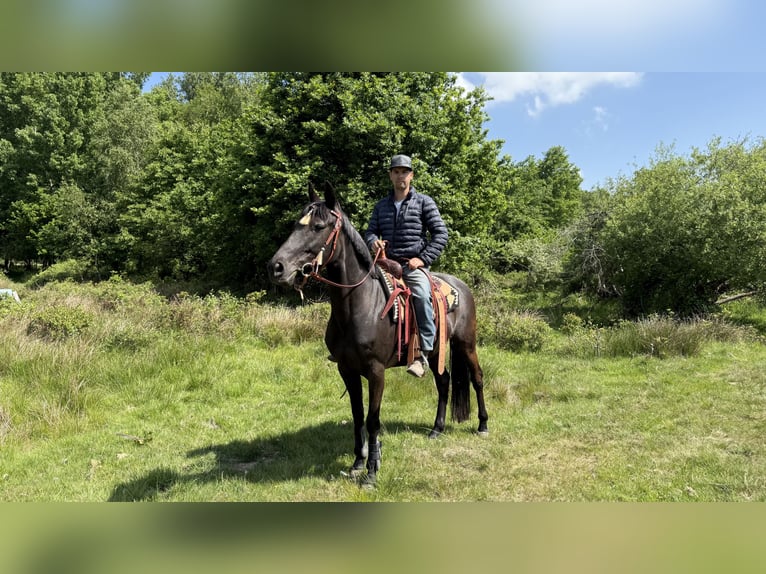 Cruzado Stute 11 Jahre 162 cm Rappe in Gangelt