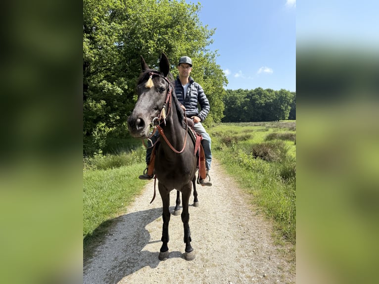 Cruzado Stute 11 Jahre 162 cm Rappe in Gangelt
