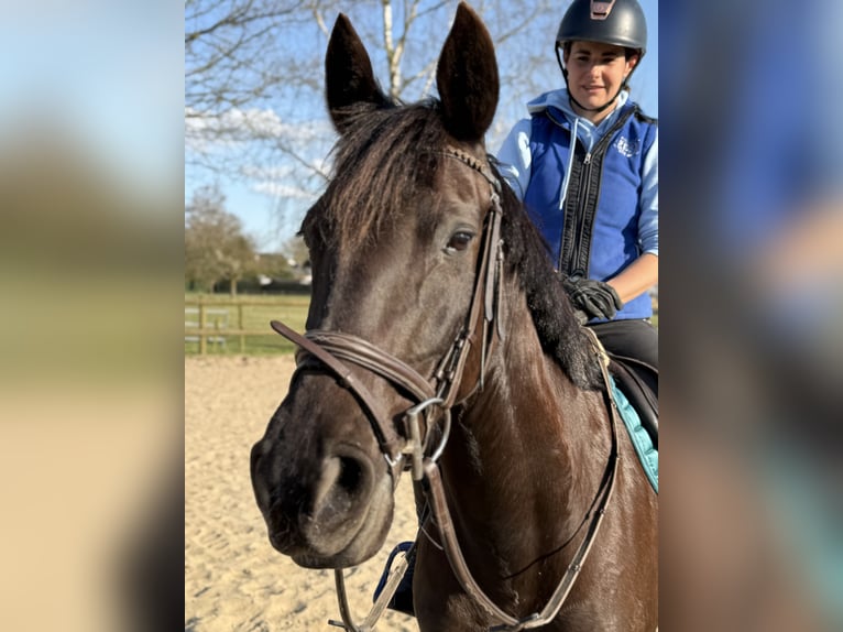 Cruzado Stute 11 Jahre 162 cm Rappe in Gangelt