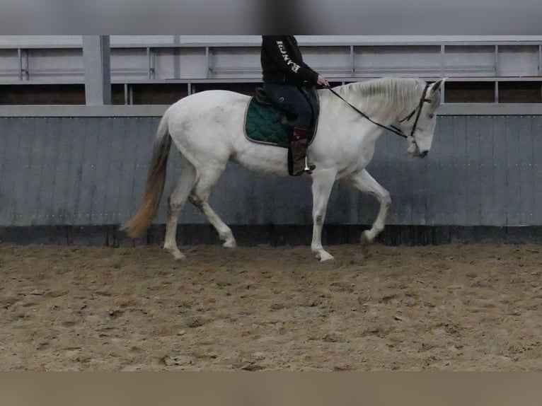 Cruzado Stute 11 Jahre 162 cm Schimmel in Lathen