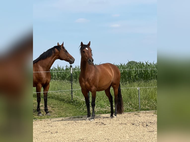 Cruzado Stute 11 Jahre Brauner in Gollhofen