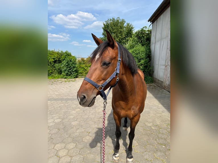 Cruzado Stute 11 Jahre Brauner in Gollhofen