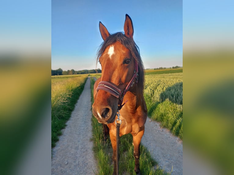 Cruzado Stute 11 Jahre Brauner in Gollhofen
