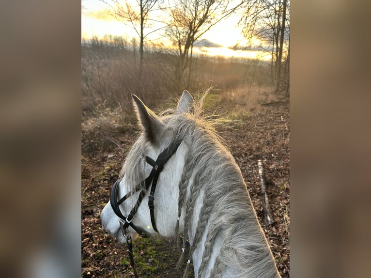 Cruzado Stute 11 Jahre Schimmel in Menden