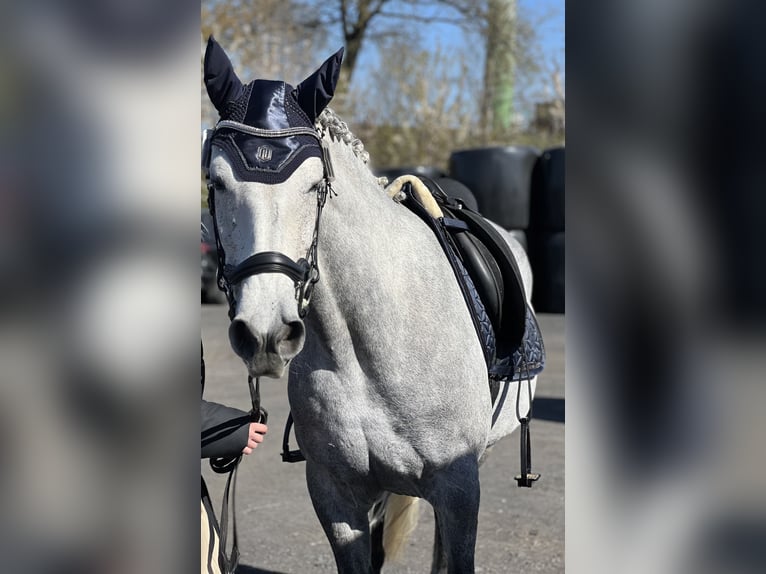 Cruzado Stute 11 Jahre Schimmel in Menden