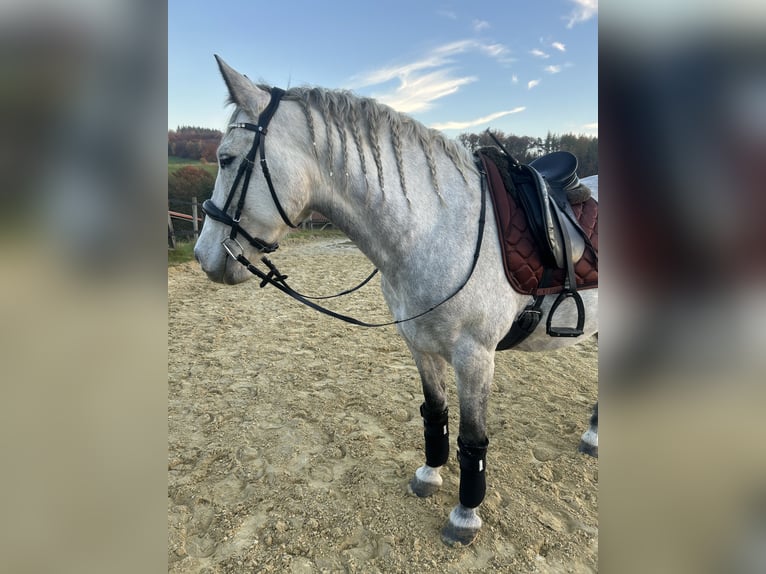 Cruzado Stute 11 Jahre Schimmel in Menden