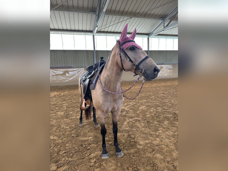 Cruzado Stute 12 Jahre 155 cm Buckskin in Heinzenbach