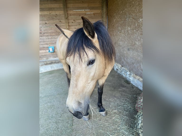 Cruzado Stute 12 Jahre 155 cm Buckskin in Heinzenbach