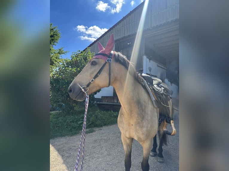 Cruzado Stute 12 Jahre 155 cm Buckskin in Heinzenbach