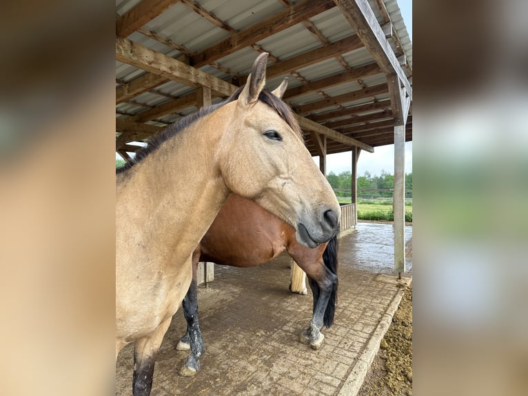 Cruzado Stute 12 Jahre 155 cm Buckskin in Heinzenbach