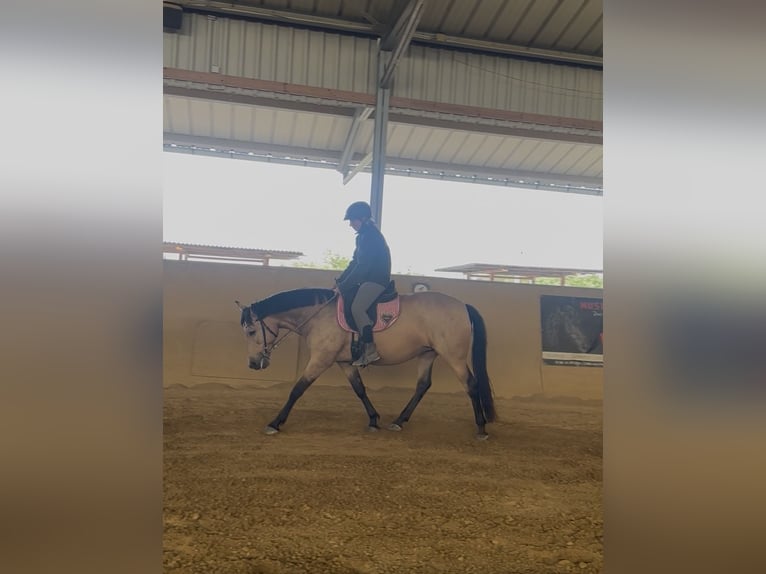 Cruzado Stute 12 Jahre 155 cm Buckskin in Heinzenbach