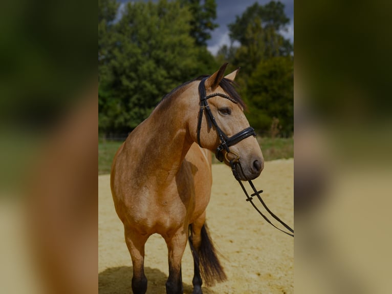 Cruzado Stute 12 Jahre 155 cm Buckskin in Heinzenbach