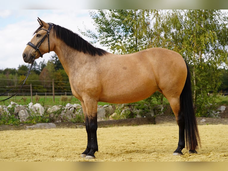 Cruzado Stute 12 Jahre 155 cm Buckskin in Heinzenbach