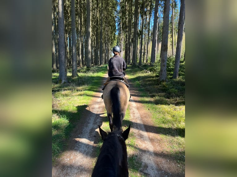 Cruzado Stute 12 Jahre 155 cm Buckskin in Heinzenbach