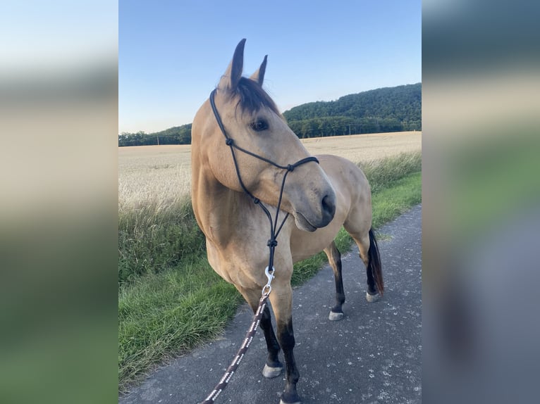 Cruzado Stute 12 Jahre 155 cm Buckskin in Heinzenbach