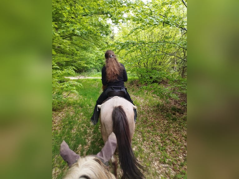 Cruzado Stute 13 Jahre 152 cm Roan-Red in Warmsroth