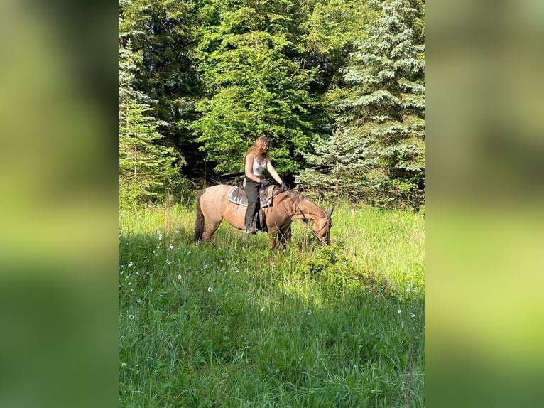 Cruzado Stute 13 Jahre 152 cm Roan-Red in Warmsroth