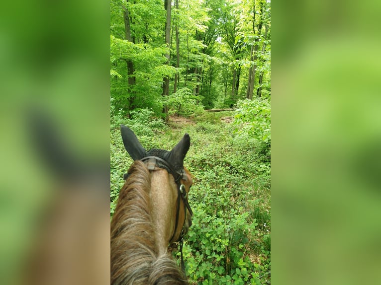 Cruzado Stute 13 Jahre 152 cm Roan-Red in Warmsroth