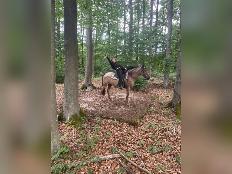 Cruzado Stute 13 Jahre 152 cm Roan-Red in Warmsroth