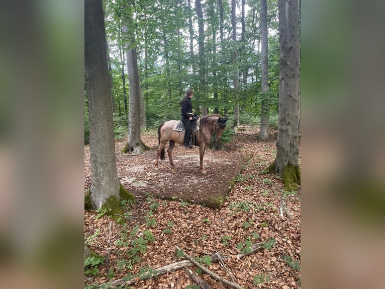 Cruzado Stute 13 Jahre 152 cm Roan-Red in Warmsroth