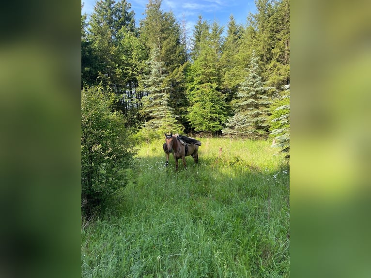 Cruzado Stute 13 Jahre 152 cm Roan-Red in Warmsroth