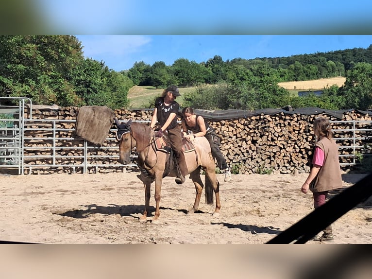 Cruzado Stute 13 Jahre 152 cm Roan-Red in Warmsroth