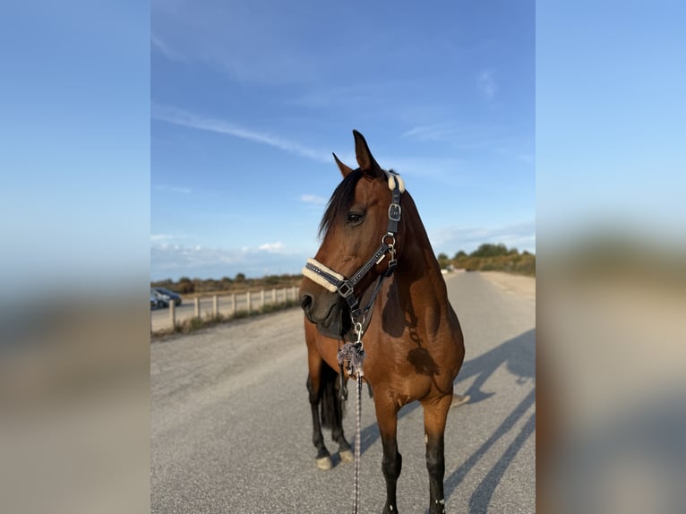 Cruzado Stute 13 Jahre 153 cm Brauner in Brielle