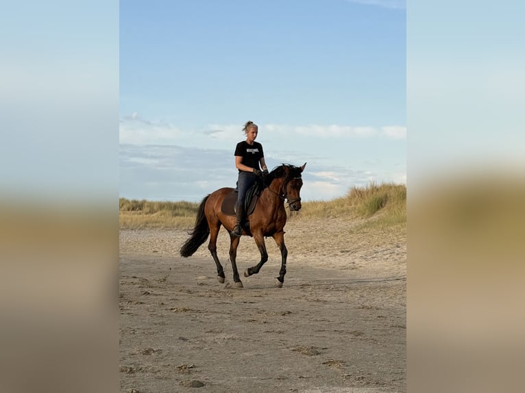 Cruzado Stute 13 Jahre 153 cm Brauner in Brielle