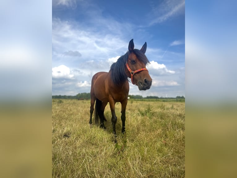 Cruzado Stute 13 Jahre 153 cm Brauner in Brielle