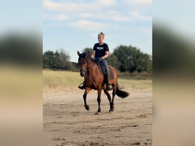 Cruzado Stute 13 Jahre 153 cm Brauner in Brielle