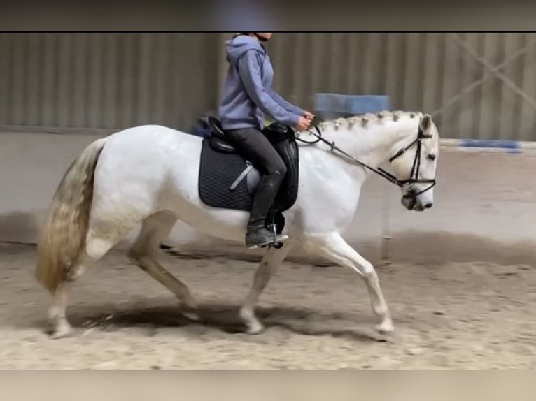 Cruzado Stute 13 Jahre 155 cm Schimmel in W&#xFC;rzburg