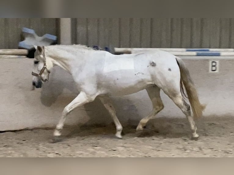 Cruzado Stute 13 Jahre 155 cm Schimmel in W&#xFC;rzburg