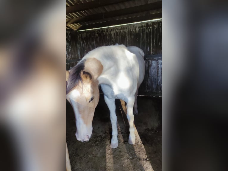 Cruzado Stute 13 Jahre 157 cm Schecke in Canet DAdri