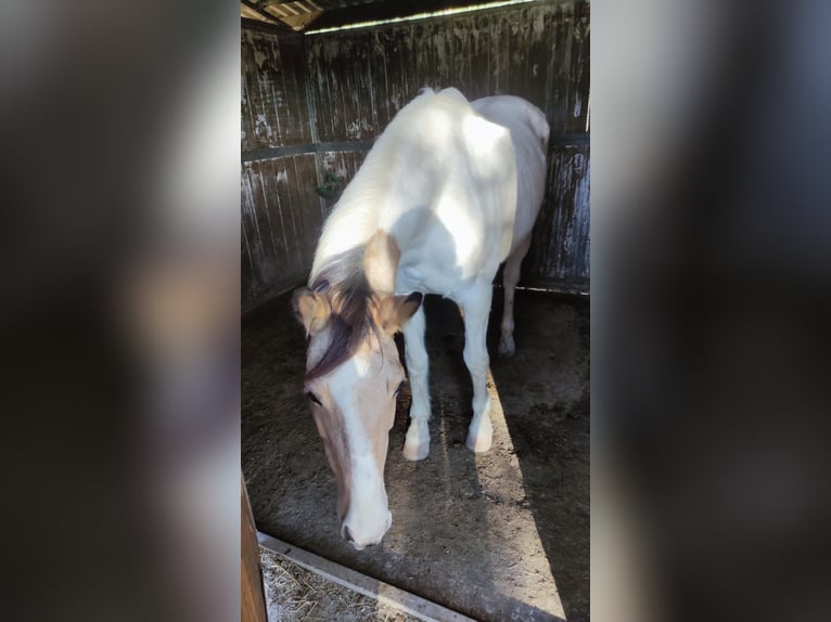 Cruzado Stute 13 Jahre 157 cm Schecke in Canet DAdri