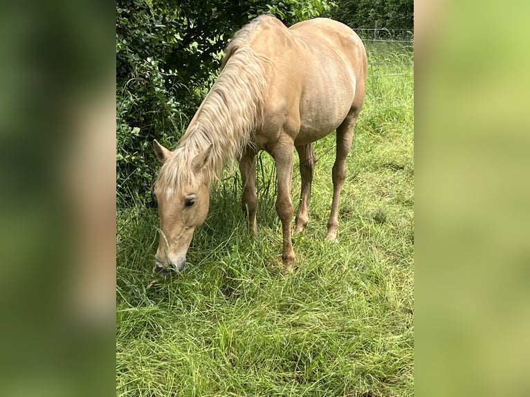 Cruzado Stute 14 Jahre 153 cm Palomino in Dormagen