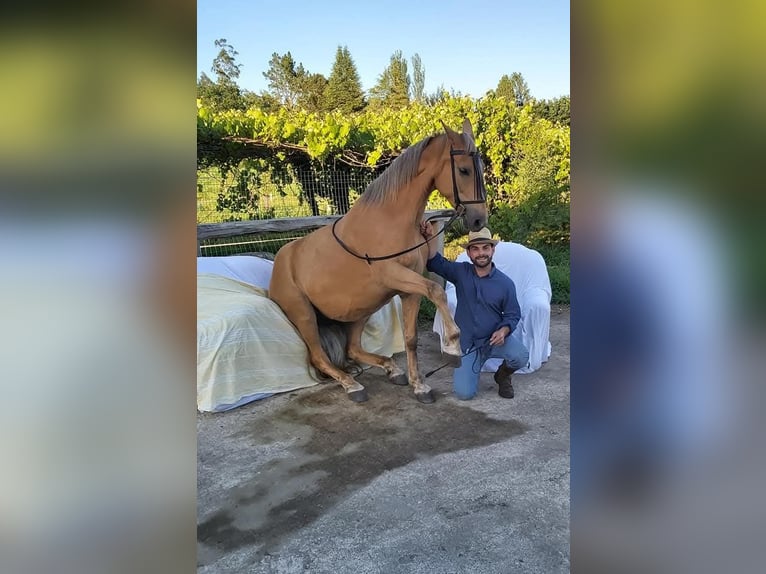 Cruzado Mix Stute 14 Jahre 158 cm Palomino in Santiago De Compostela Cruzado Mix Stute 14 Jahre 158 cm Palomino in Santiago De Compostela