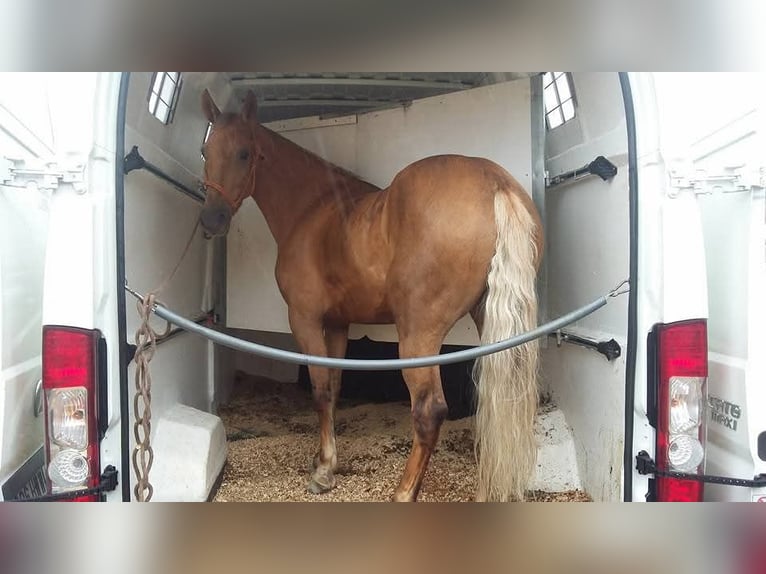 Cruzado Mix Stute 14 Jahre 158 cm Palomino in Santiago De Compostela