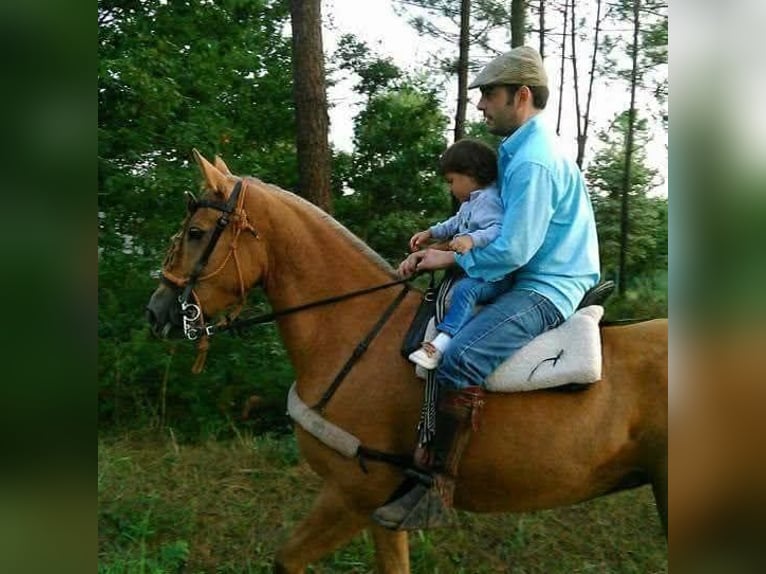 Cruzado Mix Stute 14 Jahre 158 cm Palomino in Santiago De Compostela