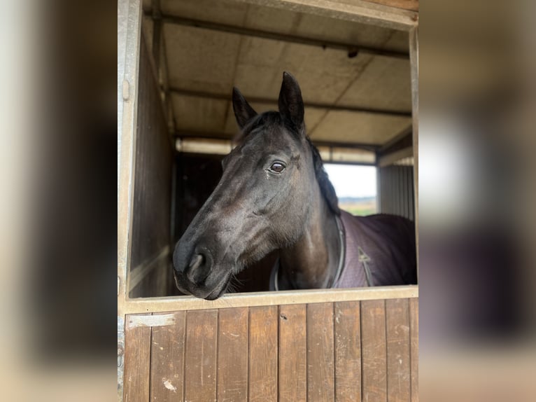 Cruzado Stute 14 Jahre 160 cm Rappe in Moia