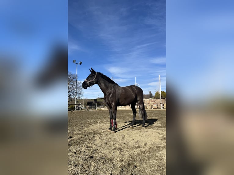 Cruzado Stute 14 Jahre 160 cm Rappe in Moia