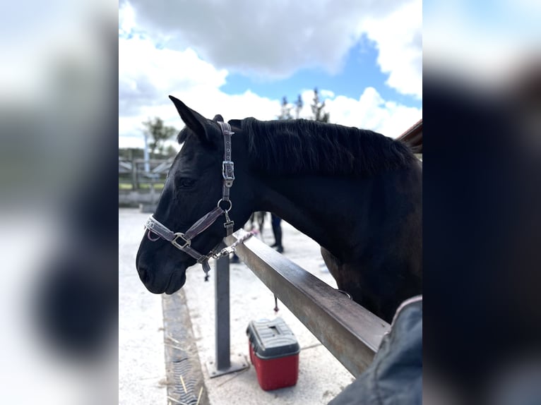 Cruzado Stute 14 Jahre 160 cm Rappe in Moia