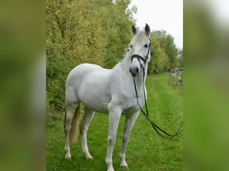 Cruzado Stute 14 Jahre 160 cm Schimmel in W&#xFC;rzburg