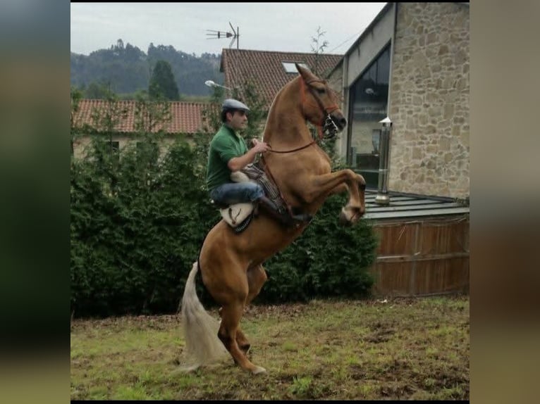 Cruzado Mix Stute 15 Jahre 158 cm Palomino in Santiago De Compostela