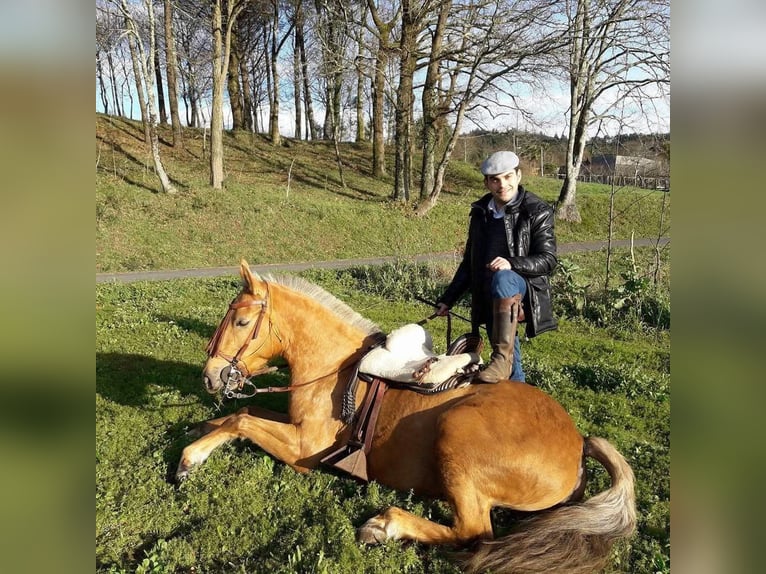 Cruzado Mix Stute 15 Jahre 158 cm Palomino in Santiago De Compostela