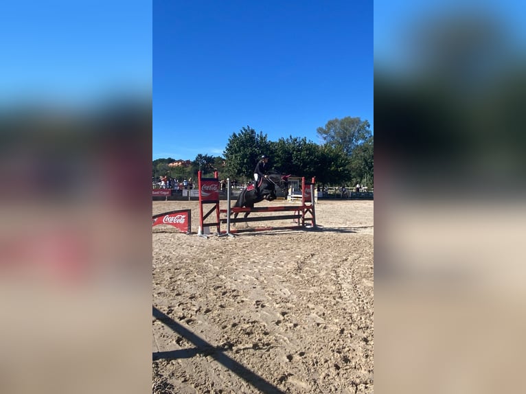Cruzado Mix Stute 15 Jahre 160 cm Rappe in Premia De Dalt