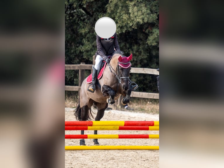 Cruzado Mix Stute 15 Jahre 160 cm Rappe in Premia De Dalt